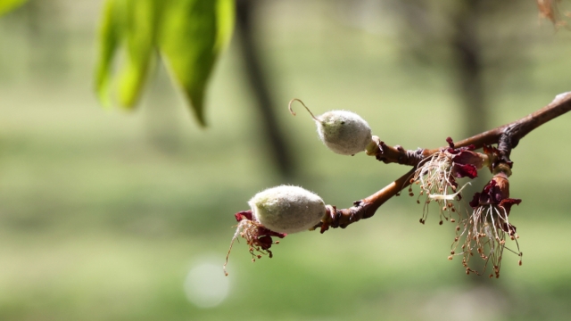 Malatya'da Kayısı Verimliliğinde Korkutan Gelişme!