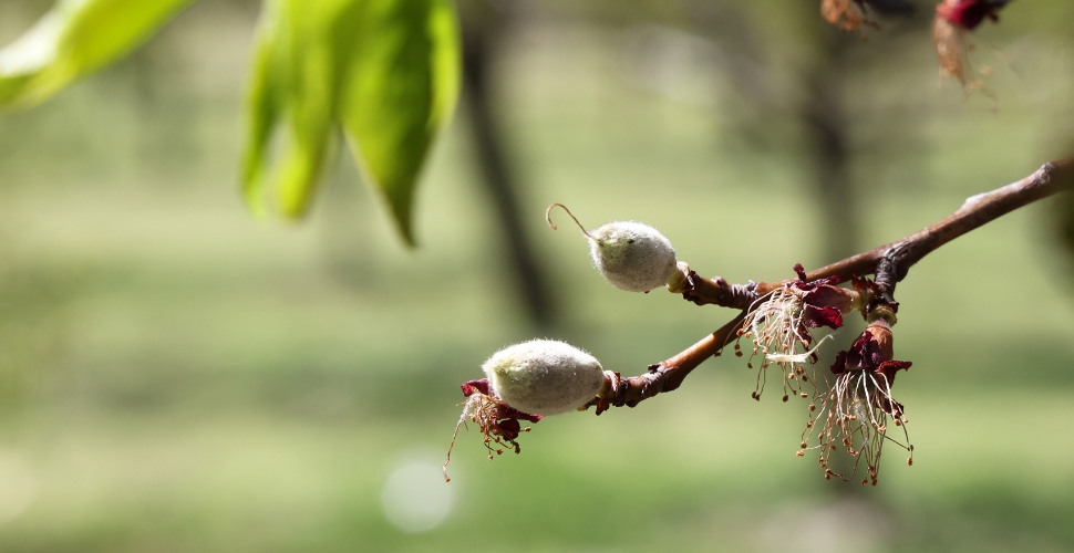 Malatya'da Kayısı Verimliliğinde Korkutan Gelişme!