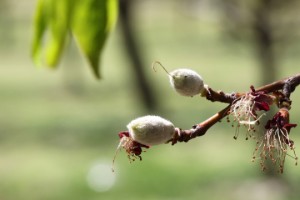 Malatya'da Kayısı Verimliliğinde Korkutan Gelişme!